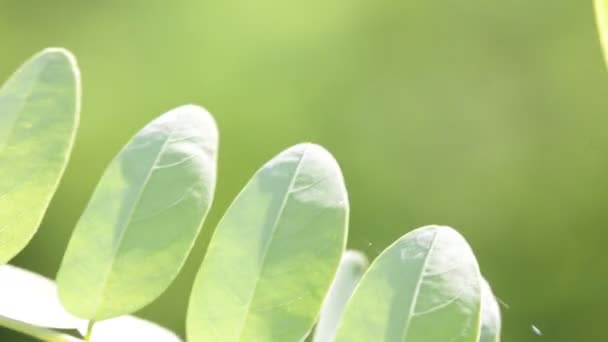Piękne Zielone Liście Gałązka Parku Niewyraźne Tło — Wideo stockowe