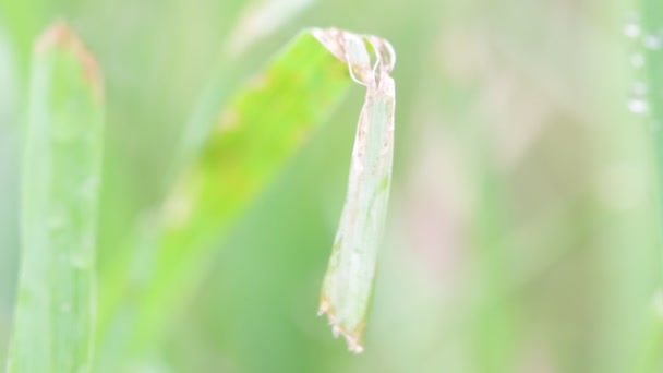 美しい緑の芝生の草風 自然な背景のクローズ アップ ビュー — ストック動画