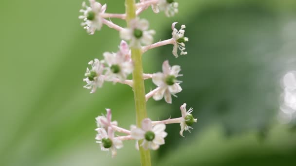 Pequeñas Flores Blancas Tallo Sobre Fondo Borroso Verde — Vídeos de Stock