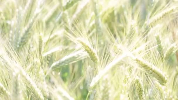 Wheat Moving Windy Weather Field — Stock Video