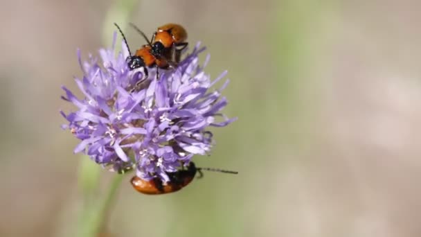 Lila Blomma Med Skalbaggar Flyttar Vid Blåsigt Väder — Stockvideo