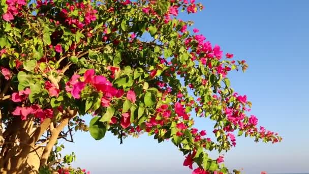 Vista Panorámica Hermosas Flores Rojas Árbol Contra Cielo Azul — Vídeos de Stock