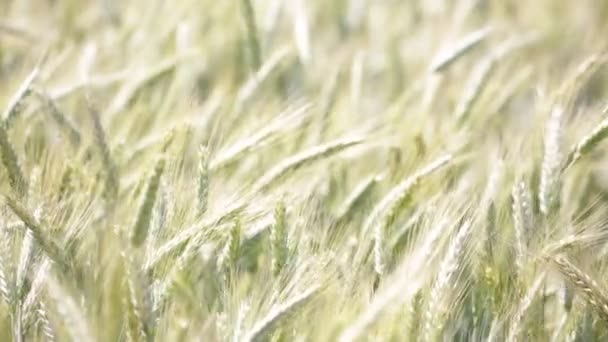 Messa Fuoco Selettiva Del Grano Che Muove Durante Tempo Ventoso — Video Stock