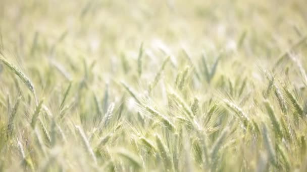 Pšenice Pohybující Větrného Počasí Oblasti — Stock video