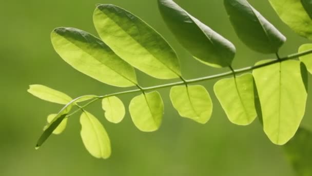 Красивые Зеленые Листья Веточке Парке Размытом Фоне — стоковое видео