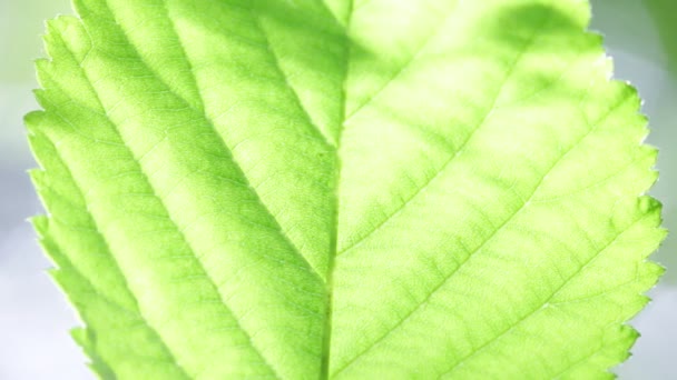 Крупним Планом Зелений Лист Венами Парку Розмитому Фоні — стокове відео