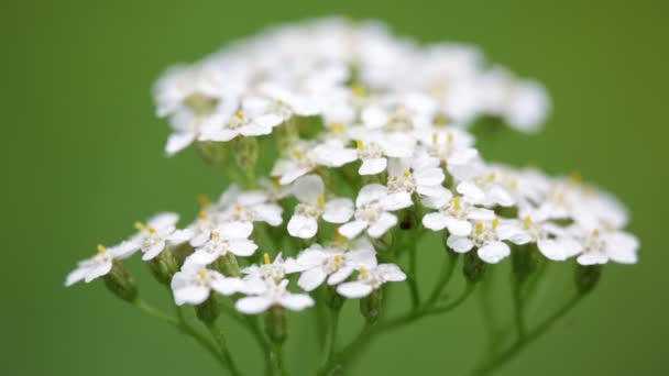 Nahaufnahme Kleiner Weißer Blüten Auf Grün Verschwommenem Hintergrund — Stockvideo