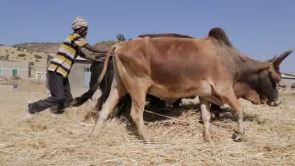 Agriculteur Battant Des Vaches Pour Nettoyage Des Céréales Ferme — Video