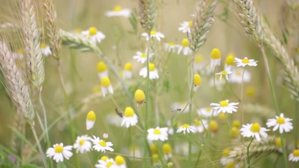 Gänseblümchen Und Weizen Bewegen Sich Bei Windigem Wetter Feld — Stockvideo