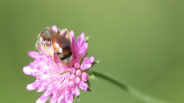 Een Roze Bloem Met Bee Bewegen Tijdens Winderige Weer — Stockvideo