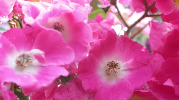 Nahaufnahme Von Schönen Rosa Rosen Garten — Stockvideo