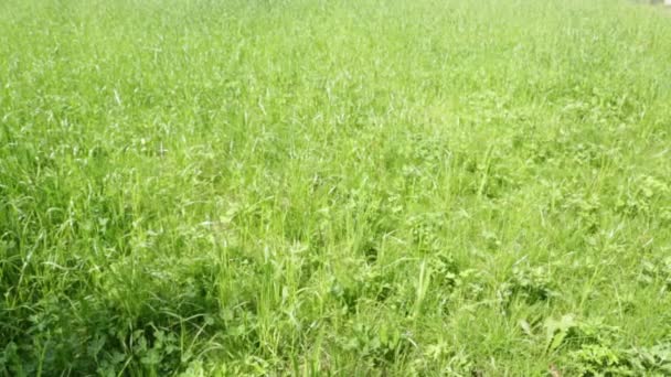 Vue Rapprochée Beau Fond Naturel Avec Herbe Dans Vent — Video