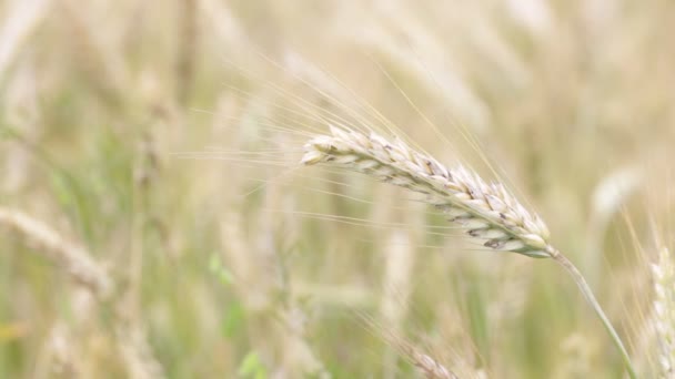 小麦のフィールドで風の強い天気の中に移動の選択と集中 — ストック動画