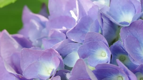 Primo Piano Bellissimi Piccoli Fiori Ortensia Viola Giardino — Video Stock