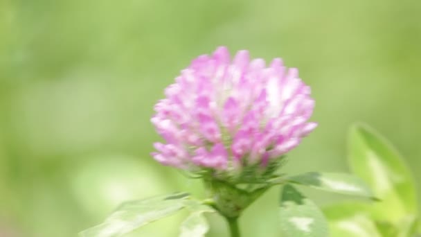 一朵紫色三叶草花在大风天气中移动 — 图库视频影像