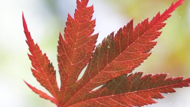 Achtergrond Met Rood Esdoorn Blad Wind — Stockvideo