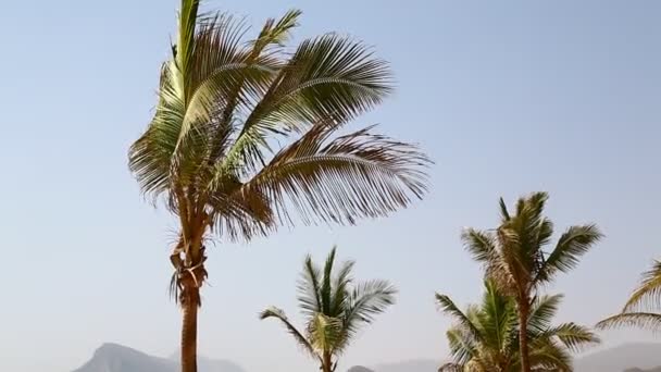 Palmiye Ağaçları Ile Okyanus Plaj Rüzgar — Stok video