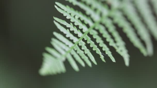 在模糊的背景下 公园里的蕨类植物叶子的特写 — 图库视频影像