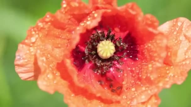 Верхний Вид Красивого Красного Цветка Мака Поле — стоковое видео