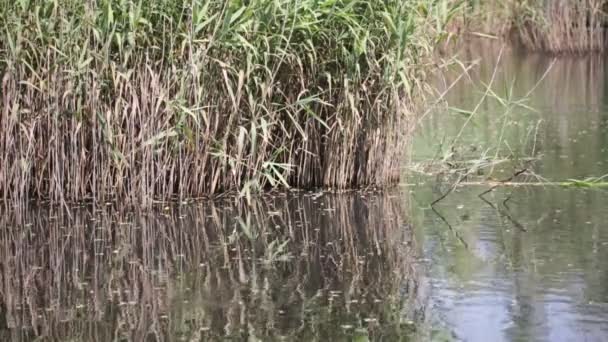 Lagoa Bonita Com Juncos Perto Mallard Itália — Vídeo de Stock