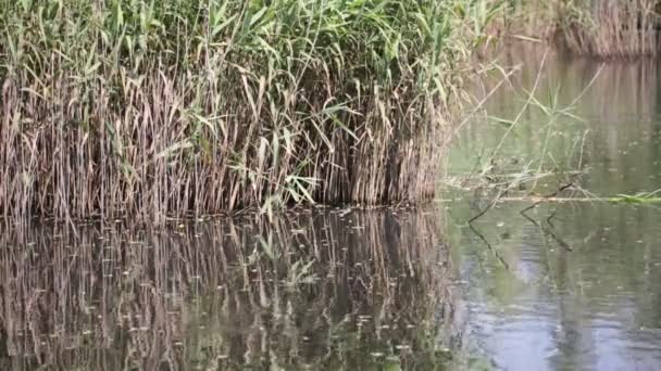 Mooie Vijver Met Riet Buurt Van Wilde Eend Italië — Stockvideo