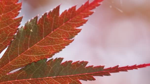 Rüzgar Üzerinde Kırmızı Akçaağaç Yaprağı Ile Arka Plan — Stok video