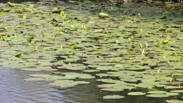 Beautiful Pond Yellow Water Lilies Mallard Italy — Stock Video