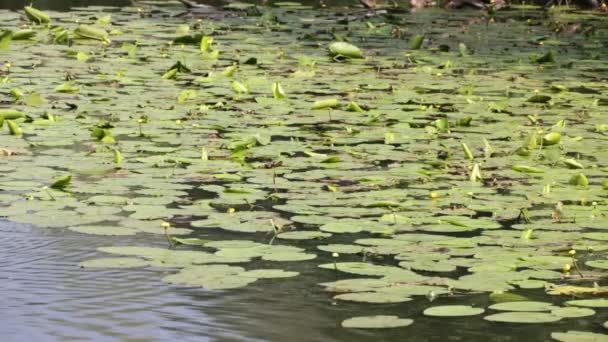 Krásný Rybník Žluté Lekníny Poblíž Letiště Mallard Itálie — Stock video