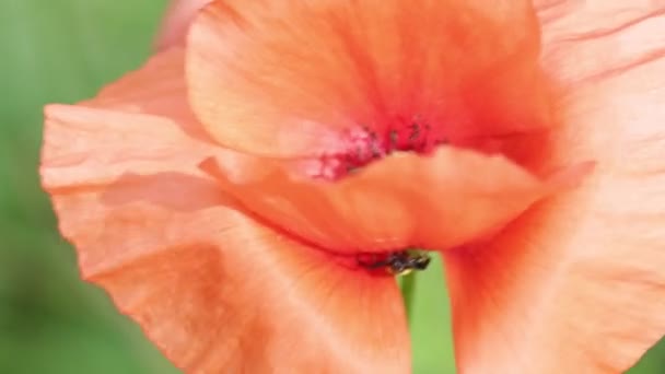 Schöne Rote Mohnblume Auf Dem Feld Bei Windigem Wetter — Stockvideo