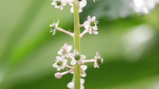 Μικρά Άσπρα Λουλούδια Στέλεχος Πράσινο Θολή Φόντο — Αρχείο Βίντεο