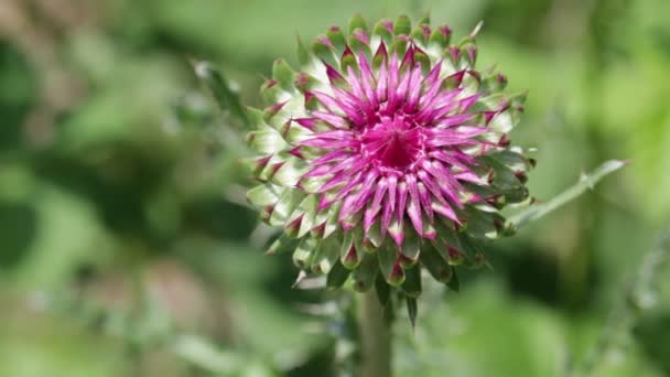 Röd Blomma Med Törnen Som Flyttas Vinden Grönt Fält — Stockvideo