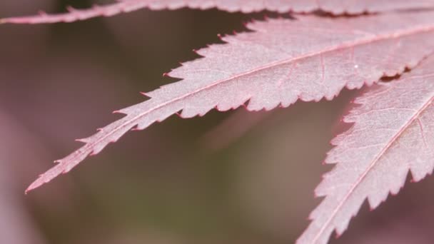 Belle Feuille Rouge Dans Parc Sur Fond Flou — Video