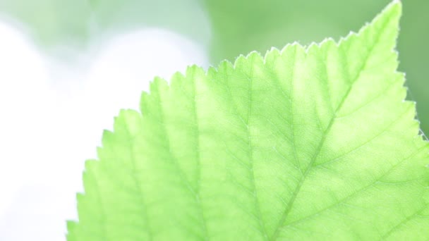 Крупным Планом Зеленый Лист Венами Парке Размытом Фоне — стоковое видео