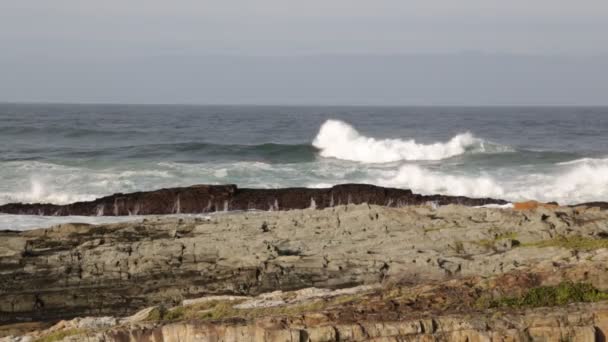 Riprese Panoramiche Della Riserva Tsitsikamma Sud Africa — Video Stock