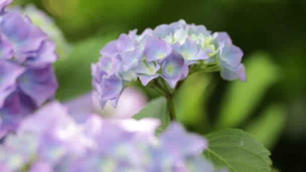 Selektiver Fokus Von Schönen Kleinen Violetten Hortensienblüten Garten — Stockvideo