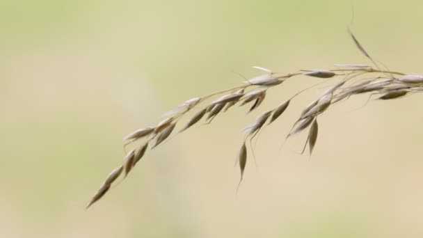 Naturaleza Color — Vídeos de Stock