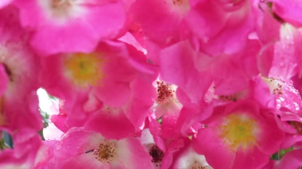 Enfoque Selectivo Hermosas Rosas Rosadas Jardín — Vídeos de Stock