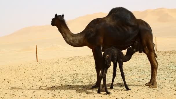 Malerische Aussicht Auf Schwarze Kamele Die Tagsüber Der Wüste Grasen — Stockvideo