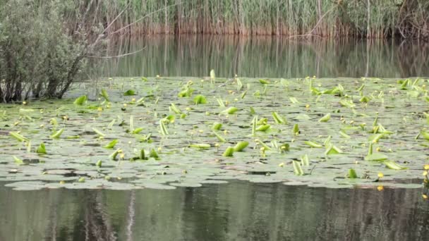 Bel Étang Avec Eau Calme Des Arbres Verts Fond Naturel — Video