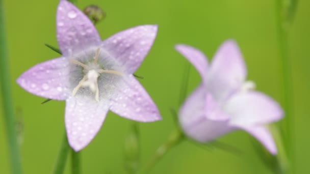 Hermosas Flores Moradas Con Gotas Agua Moviéndose Por Viento Campo — Vídeos de Stock