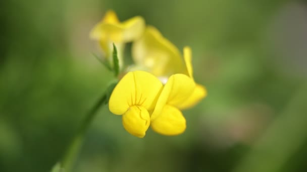 Κίτρινα Λουλούδια Που Ανθίζουν Κινούνται Από Τον Άνεμο Πεδίο — Αρχείο Βίντεο