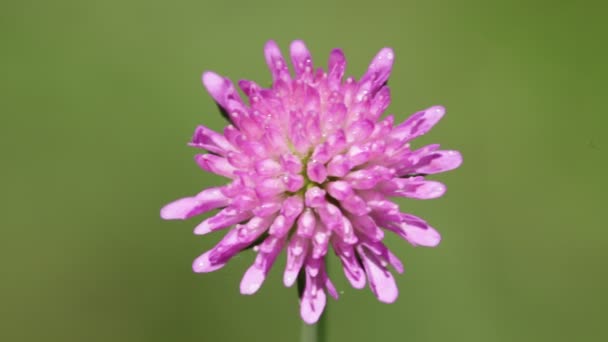 Belle Fleur Violette Déplaçant Par Temps Venteux — Video