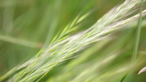 Green Grass Moving Wind Field — Stock Video