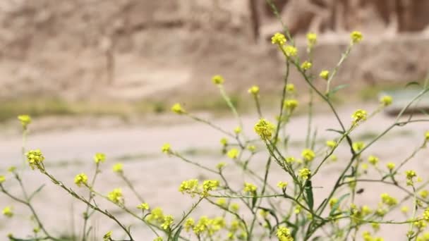 Hermosas Flores Amarillas Jardín Antiguo Iran — Vídeos de Stock