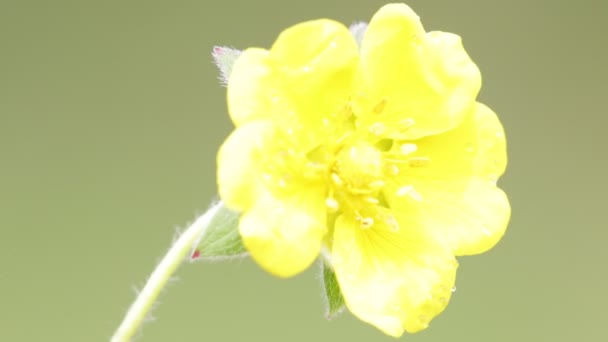 Light Yellow Flower Moving Wind Field — стоковое видео