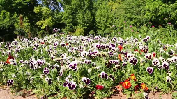 美丽的紫罗兰和白色的紫罗兰在伊朗古色古香的花园 — 图库视频影像
