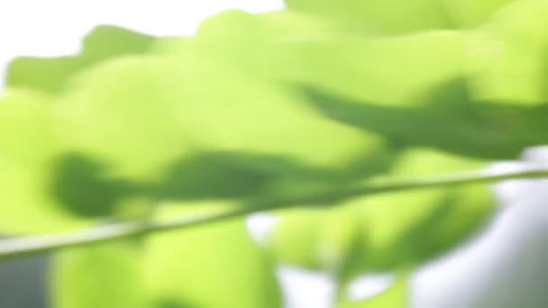 Mooie Groene Bladeren Bewegende Door Wind Park — Stockvideo