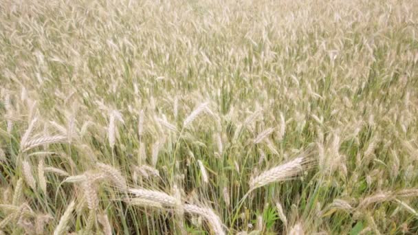 Красивая Пшеница Движется Ветреную Погоду Поле — стоковое видео