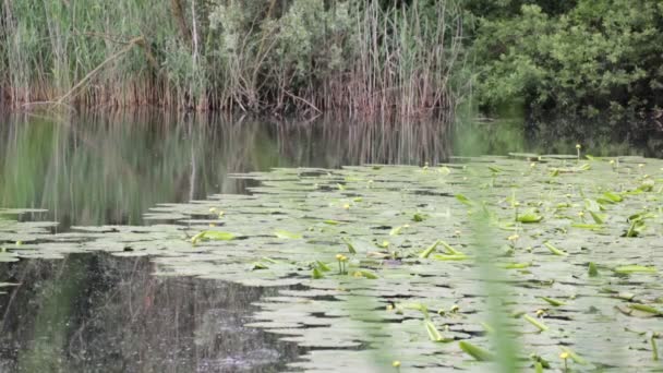 美丽的池塘与平静的水和绿色的树木 风景秀丽的自然背景 — 图库视频影像