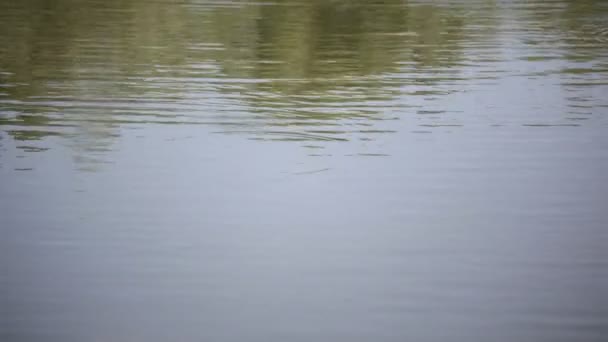 Спокойные Кадры Волнистой Водной Поверхности Реки Озера — стоковое видео